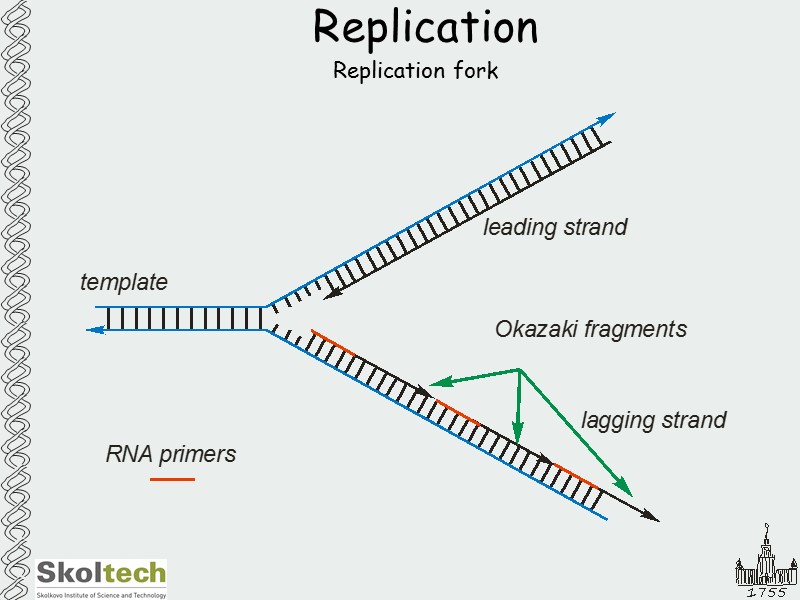 Replication Replication fork